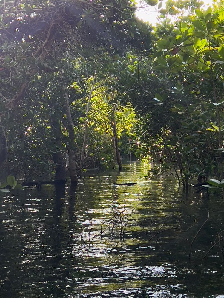 mangroves