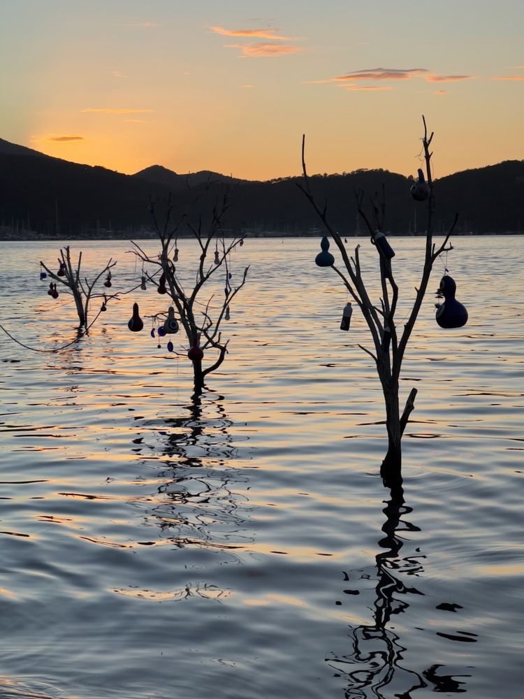 trees in water at sunset