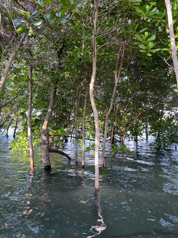 mangroves