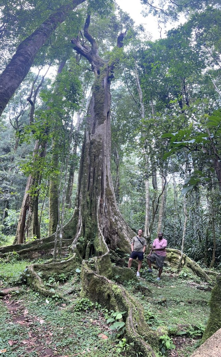 900 year old tree