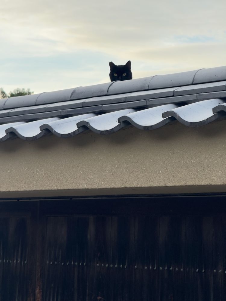 cat on roof