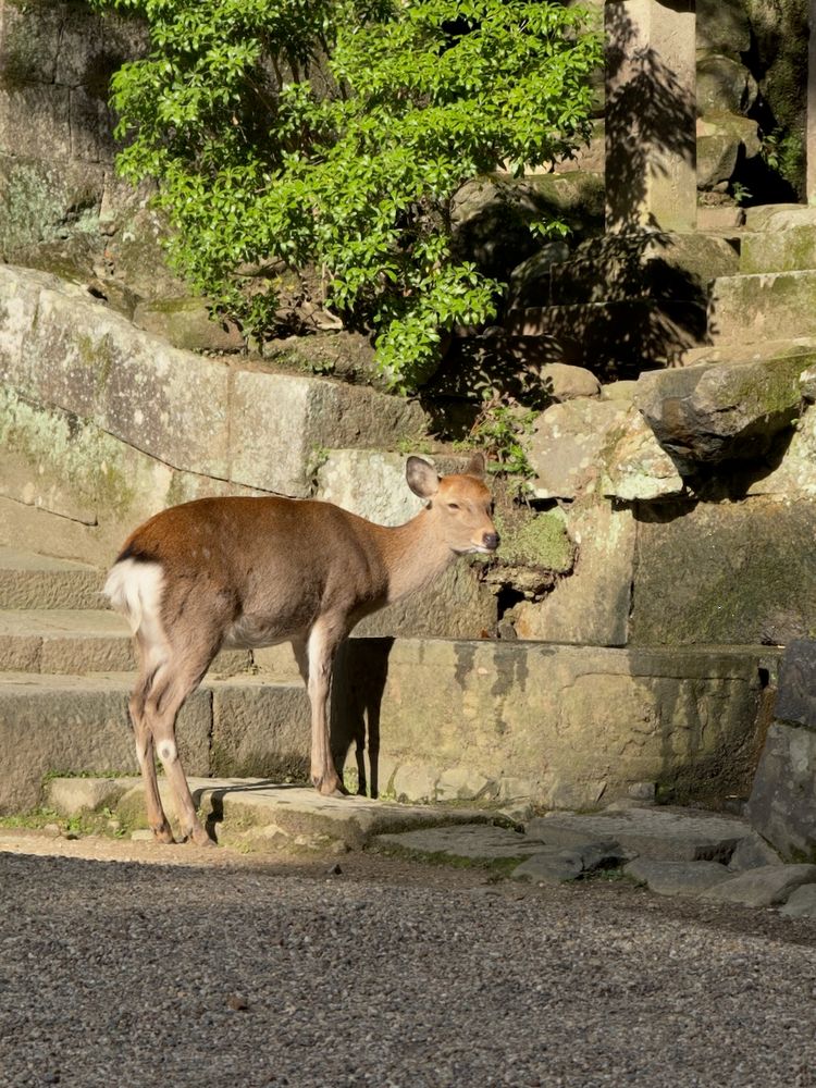 deer drinking water