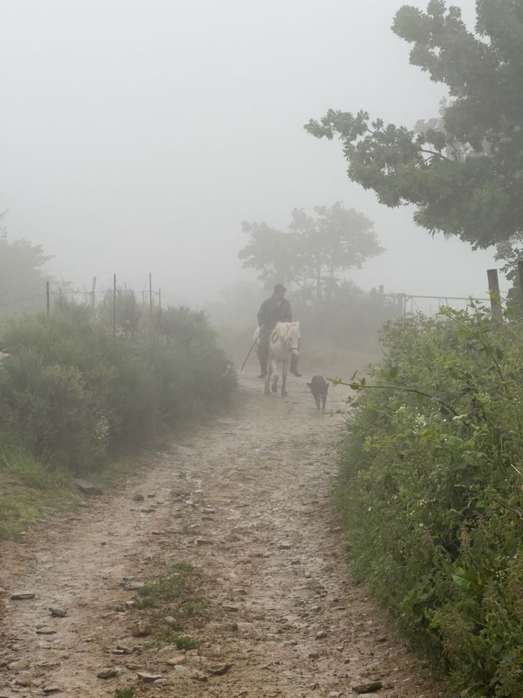 man on horse in the fog