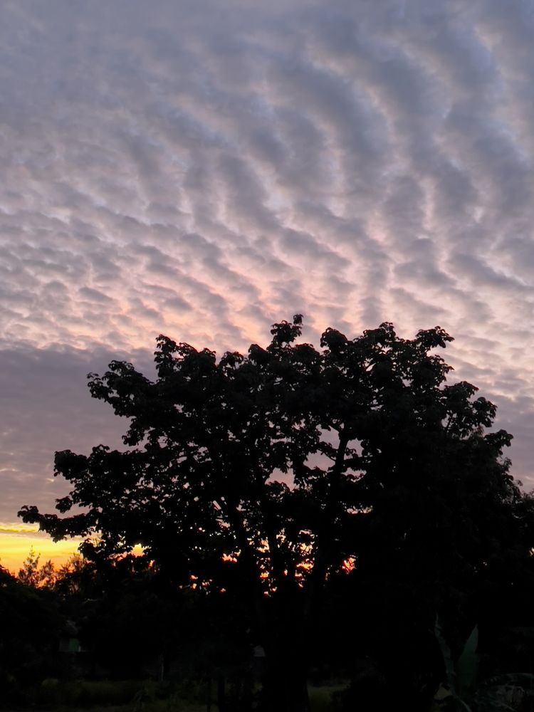 tree silhouette at sunset