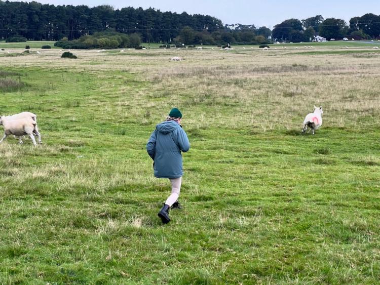 person walking with sheep