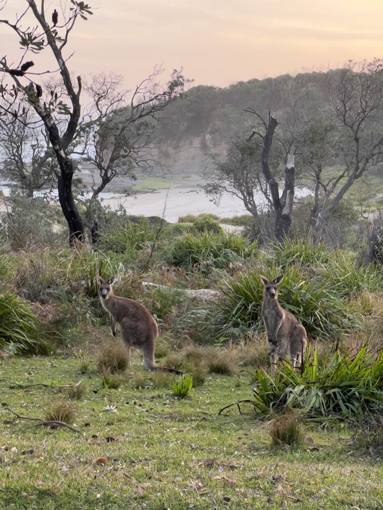 kangaroos at sunset