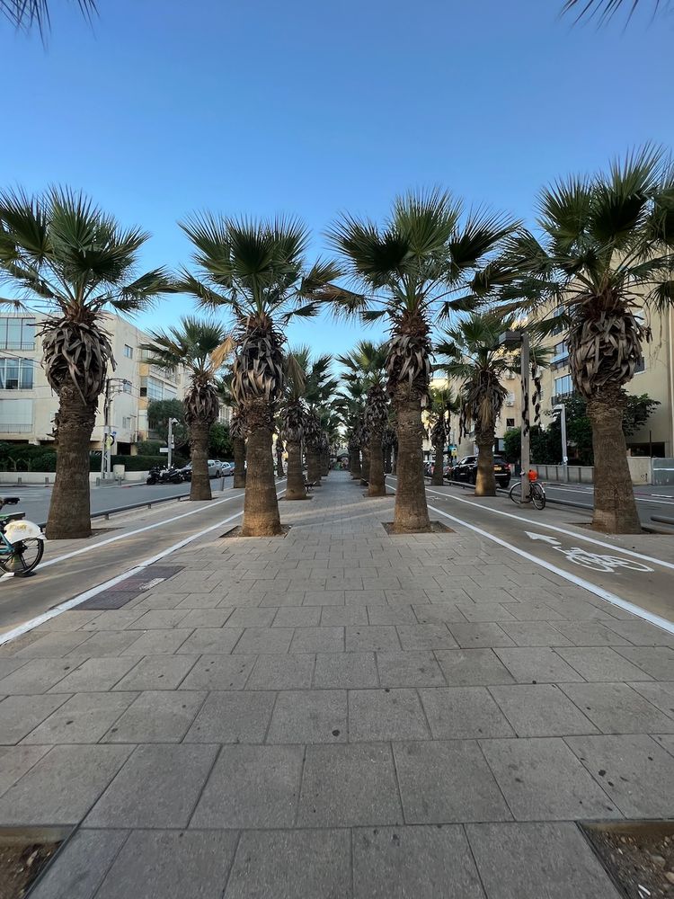 palm trees on street