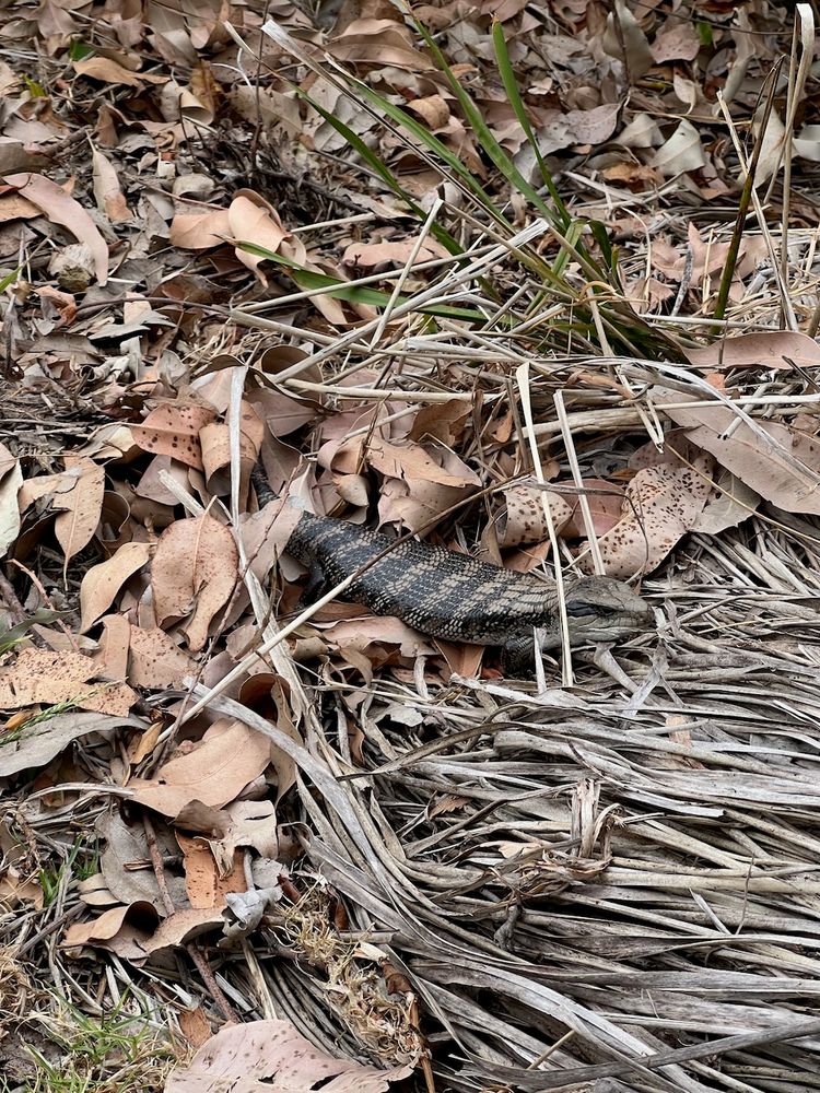 snake hiding in leaves