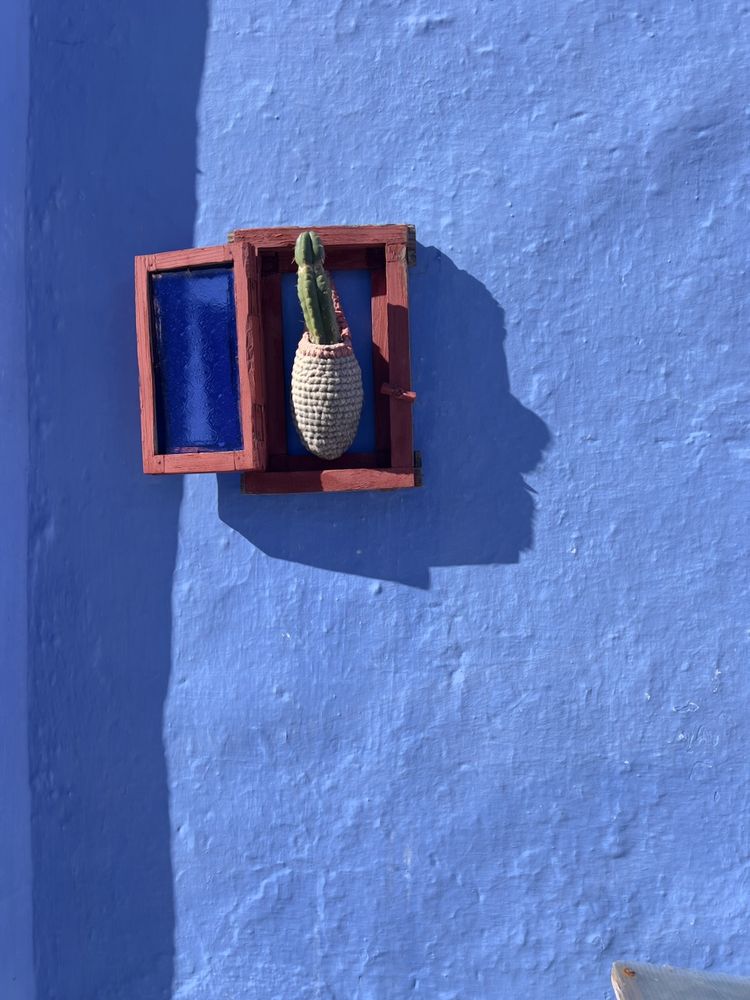 plant on blue wall