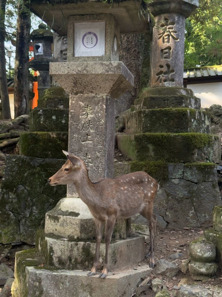 deer next to shrine
