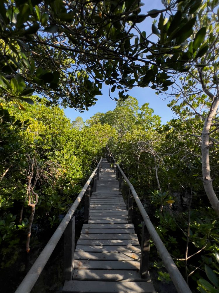 boardwalk through mangroves