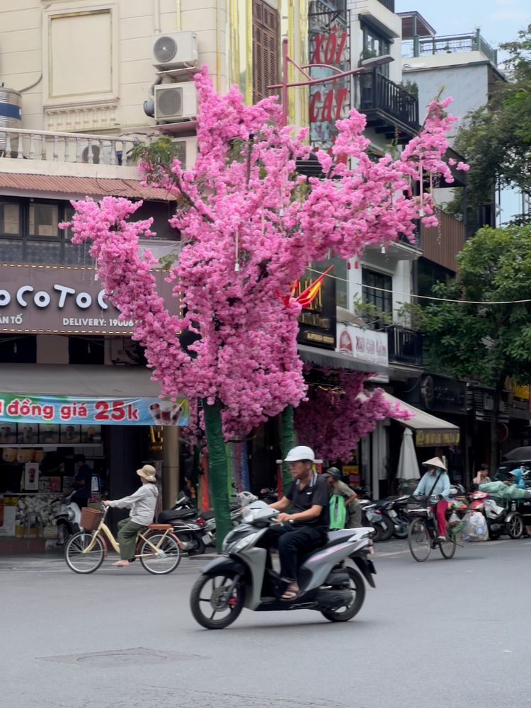 cherry blossom tree  in bloom