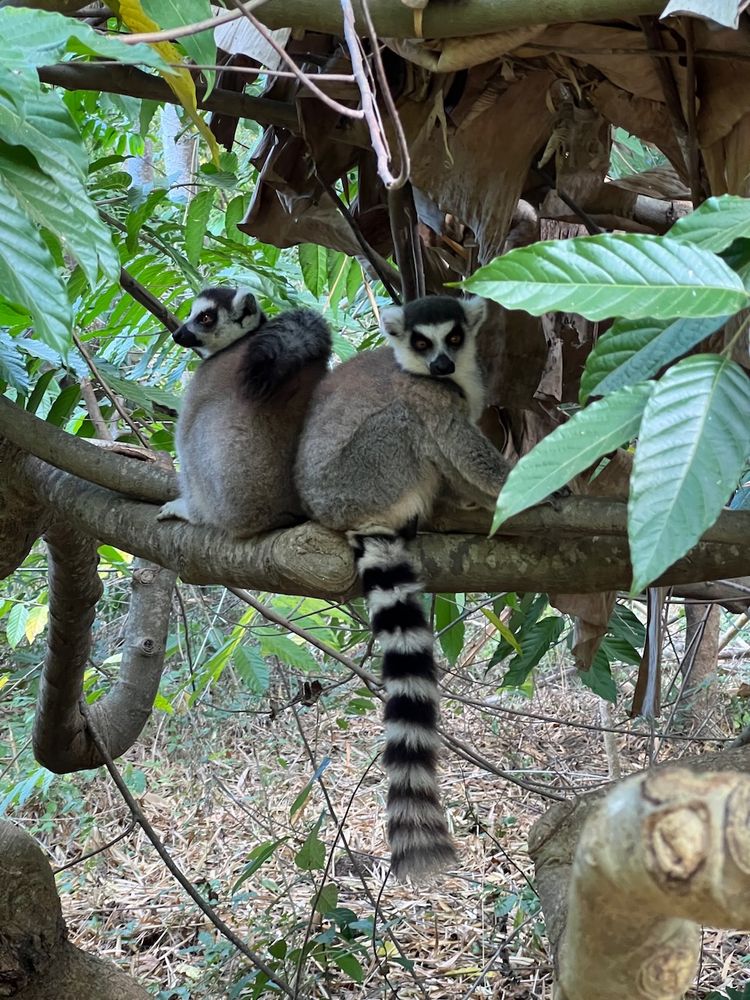 lemurs