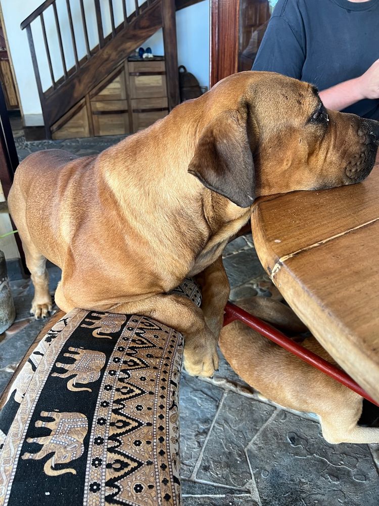 big dog at table