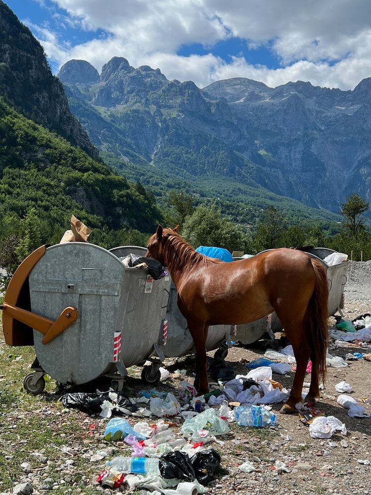 horse eating garbage in mountains