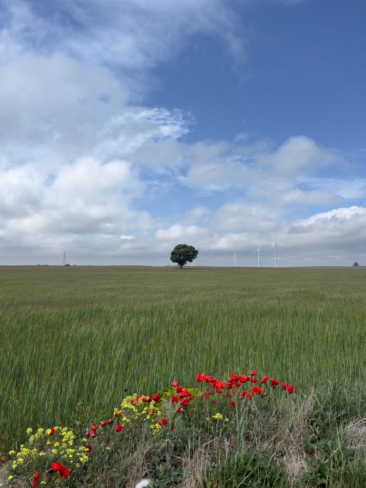 tree in field of wheat