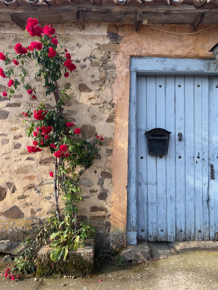 roses next to door