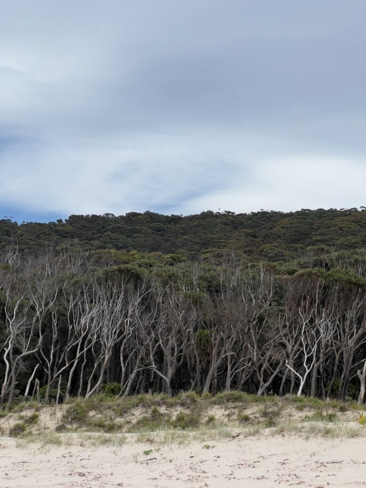 tree at beach