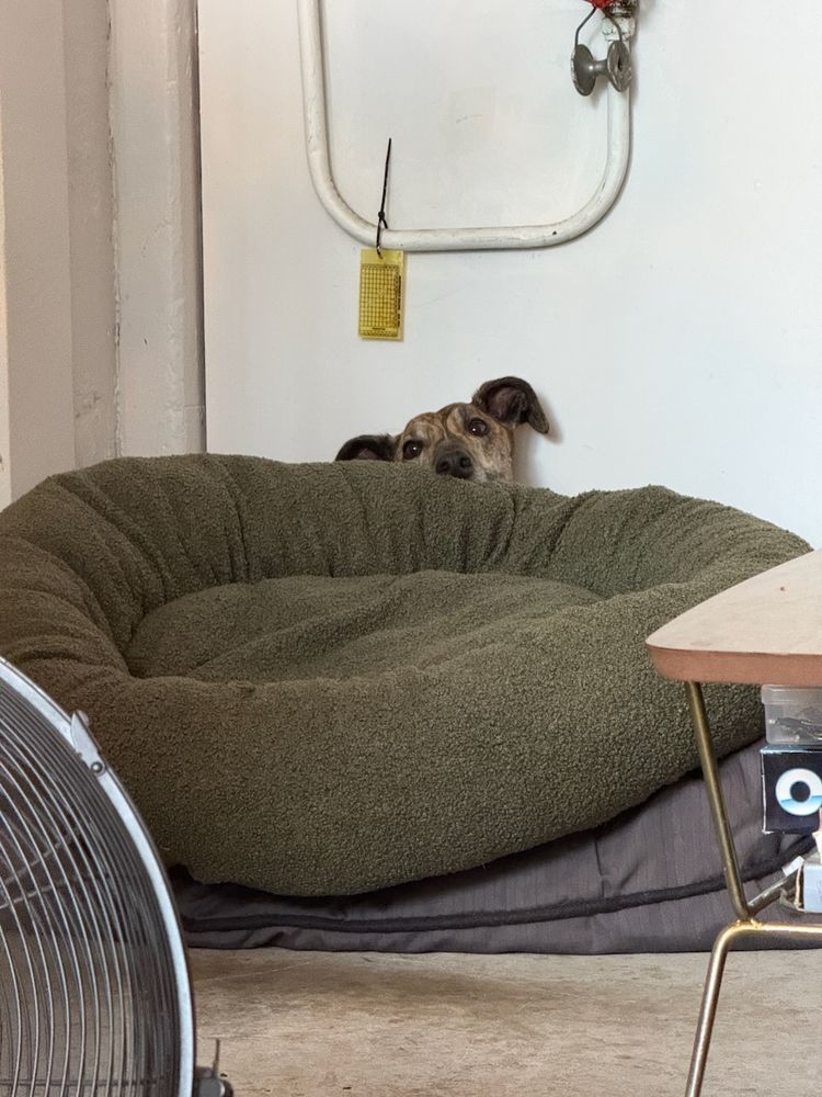 dog under pillow