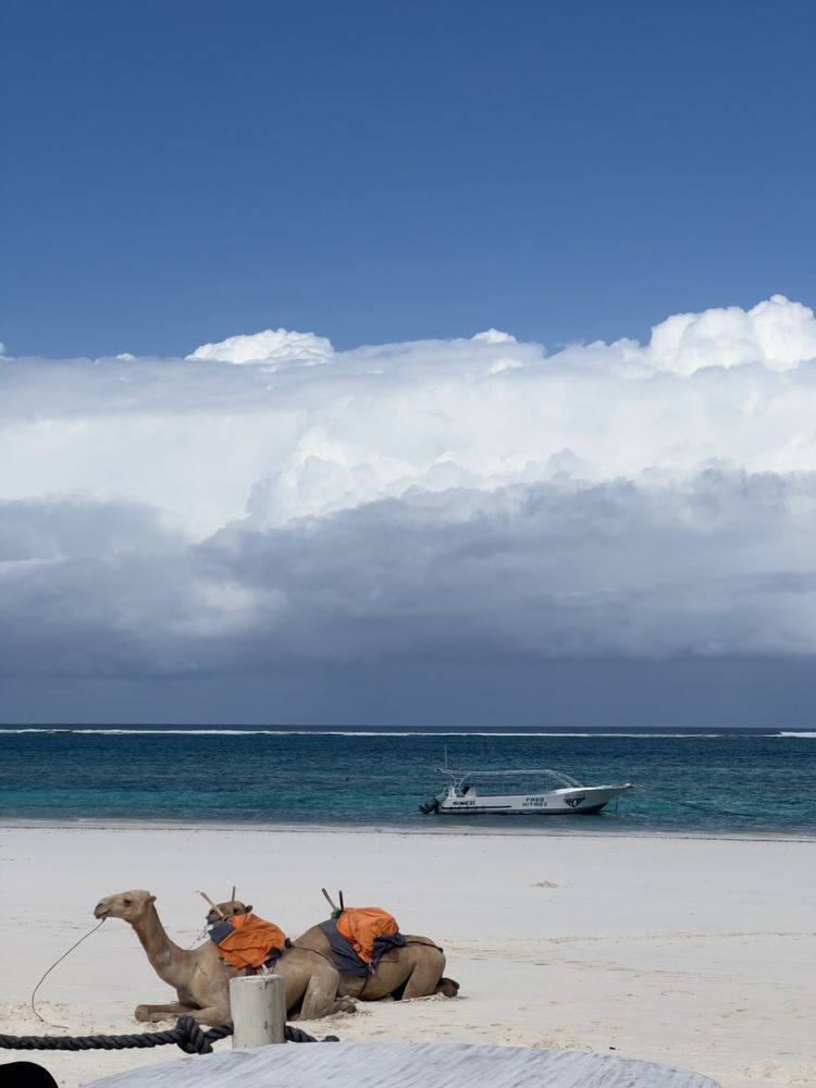 camels resting on white sand beach