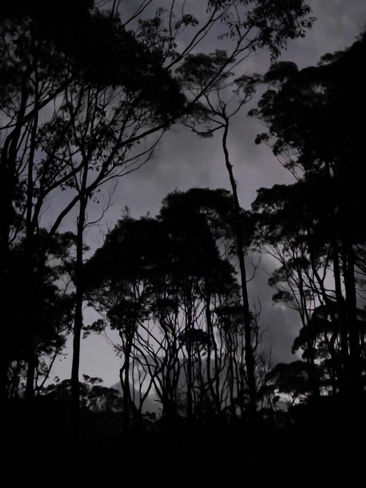 trees silhouette at night