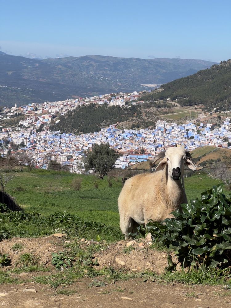 chefchaouen with goat in foreground