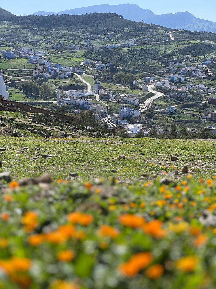valley with flowers in foreground