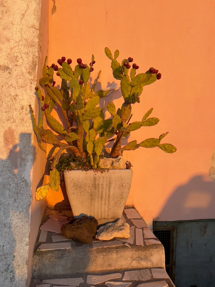 cactus at sunset