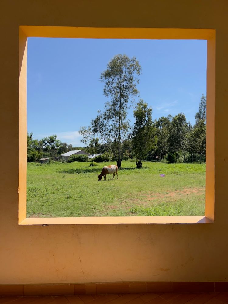 cow through window