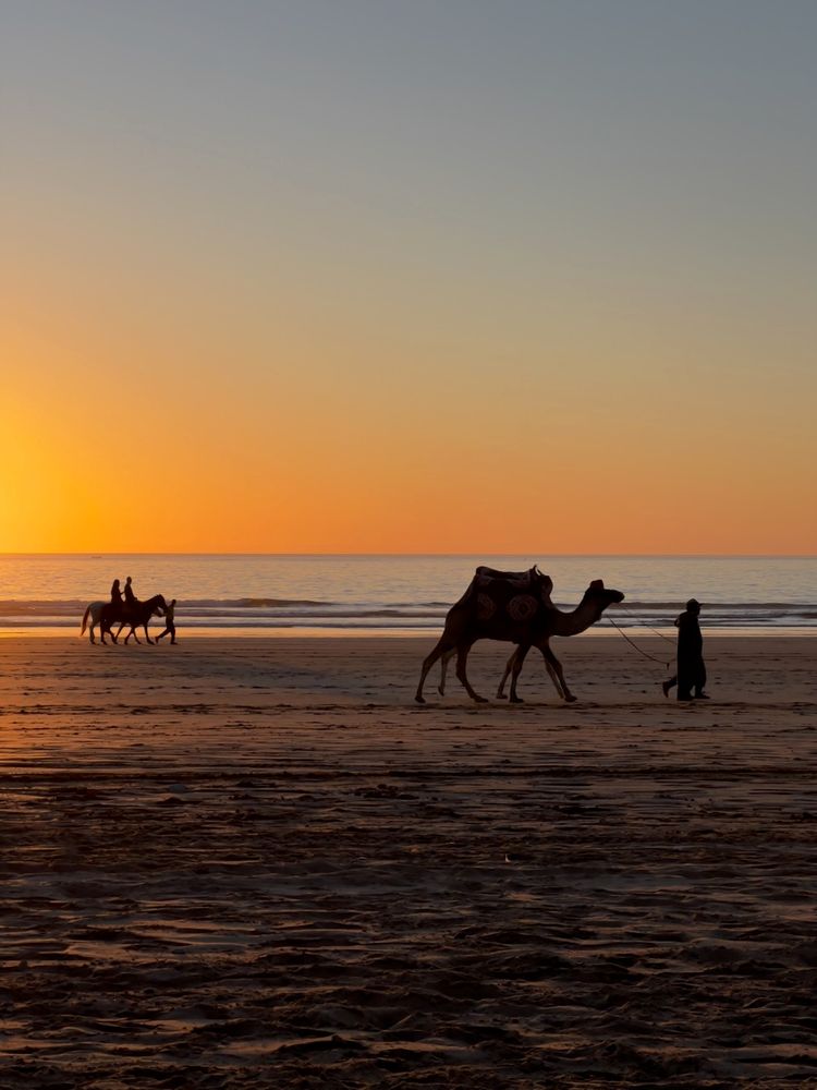 camels on beach at sunset
