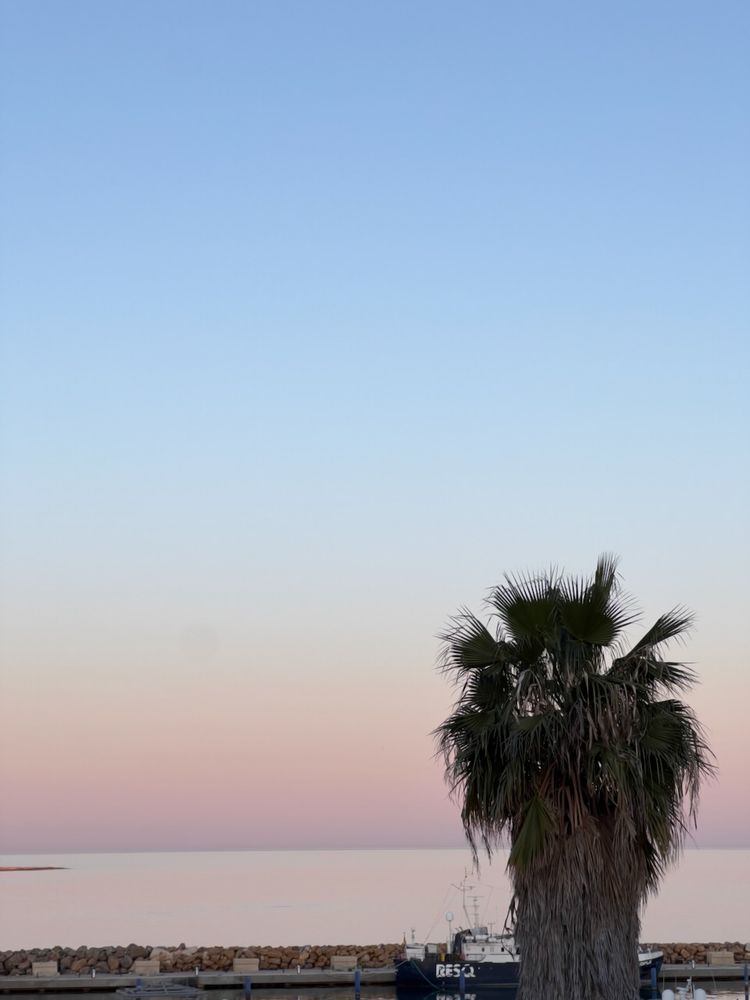 palm tree at sunset