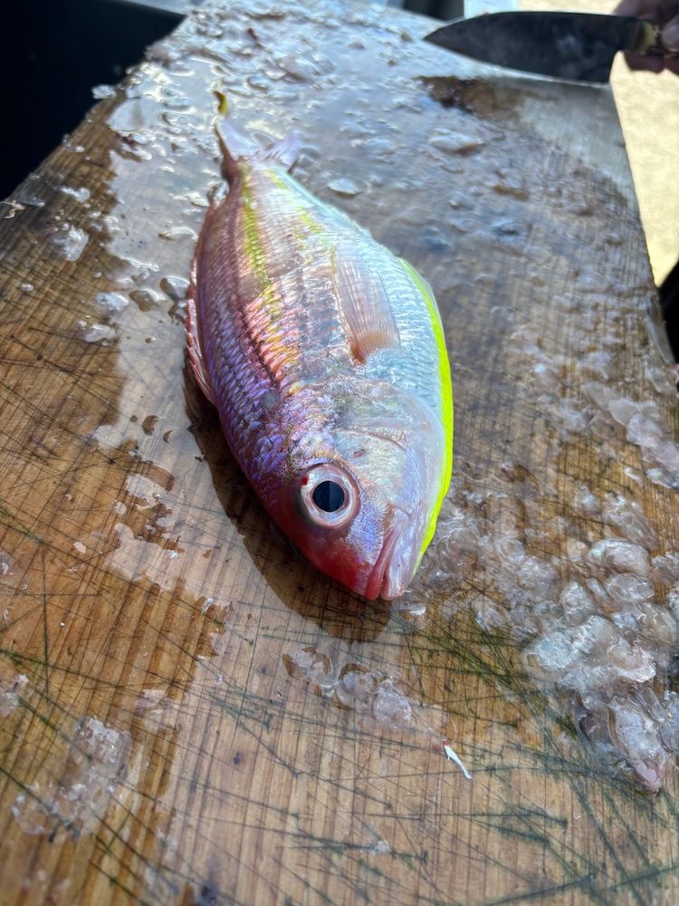 brightly colored fish