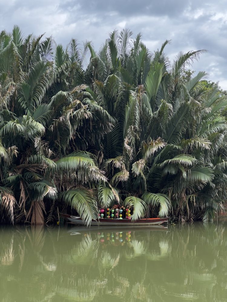 boat floating under ferns