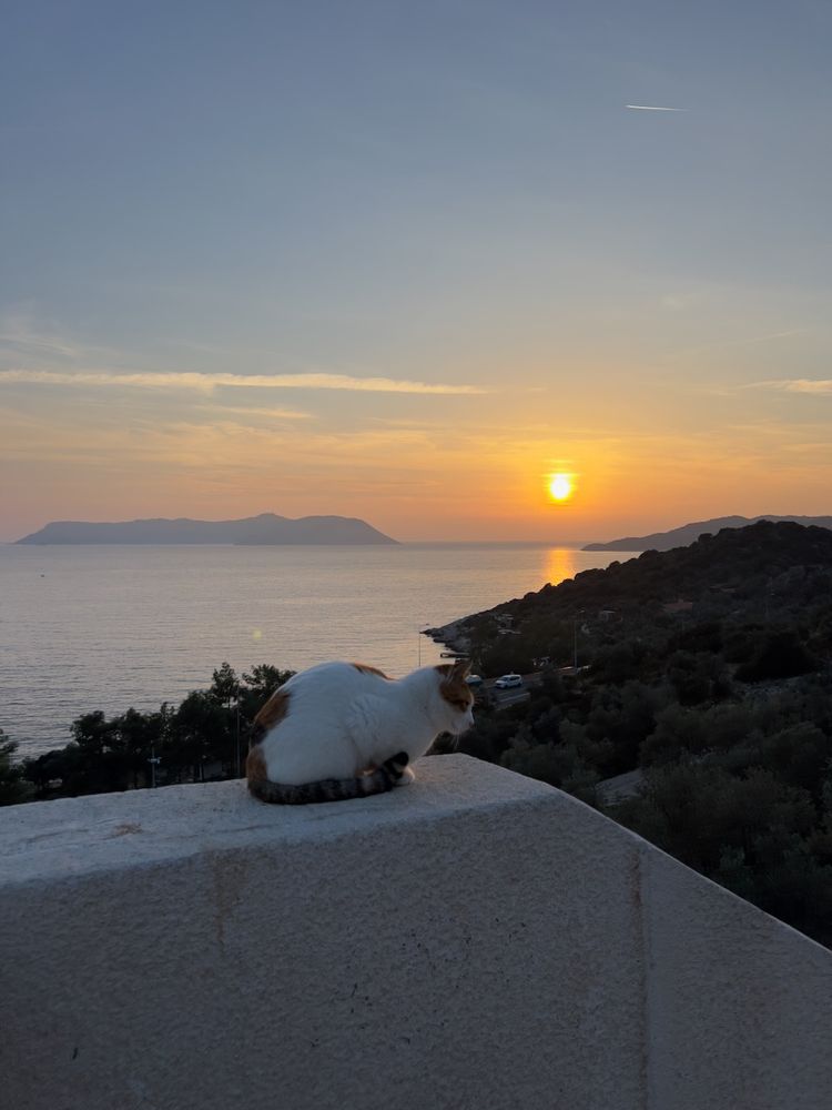 cat on ledge at sunset