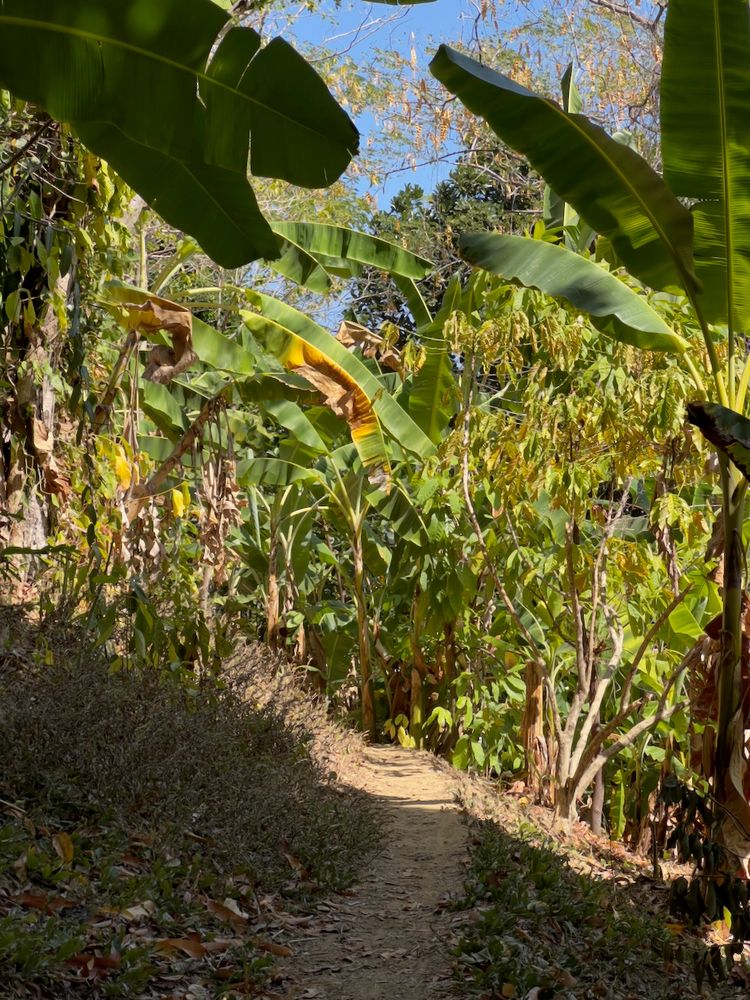 jungle path