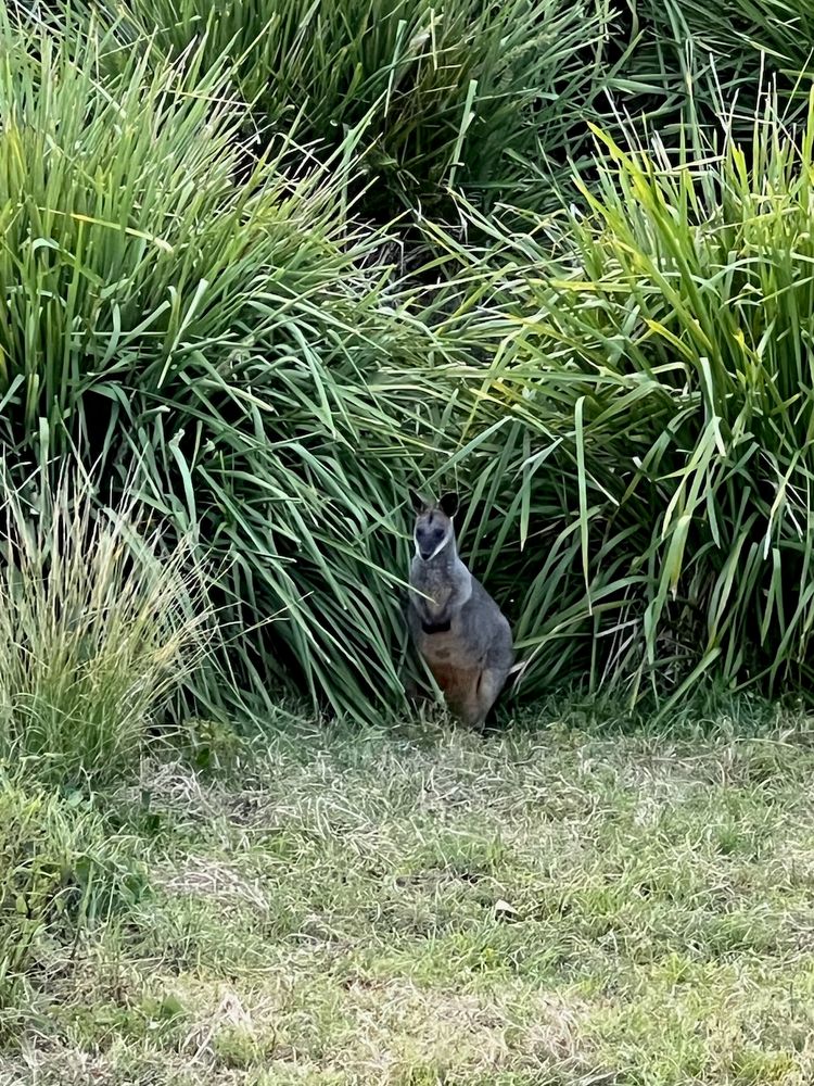 wallaby