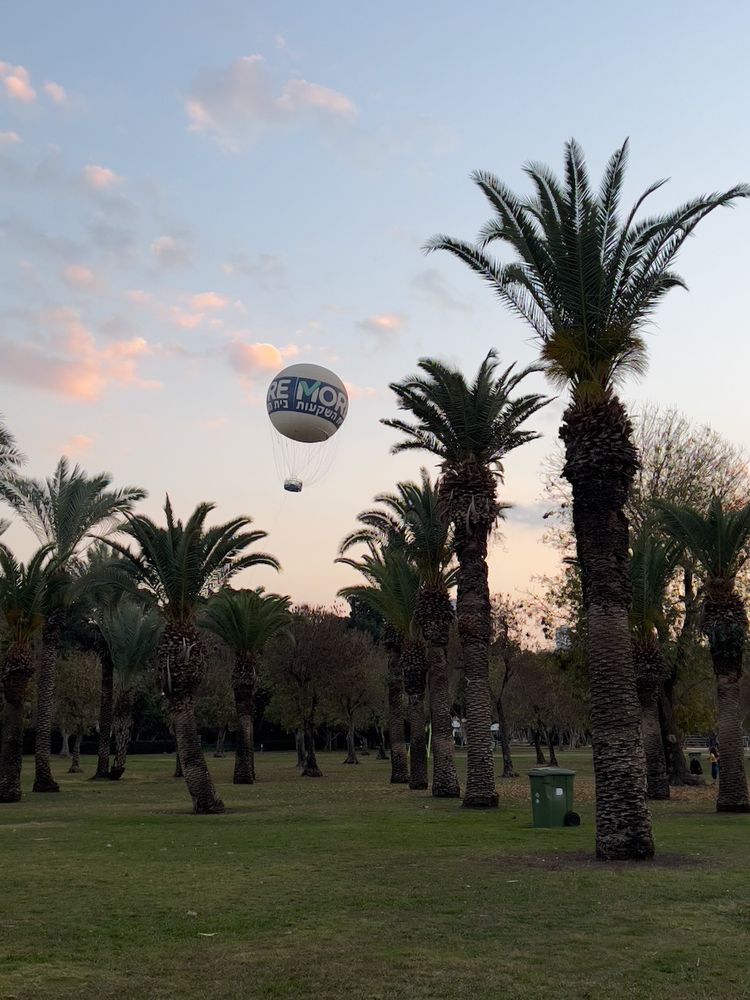 hot air balloon through palm trees