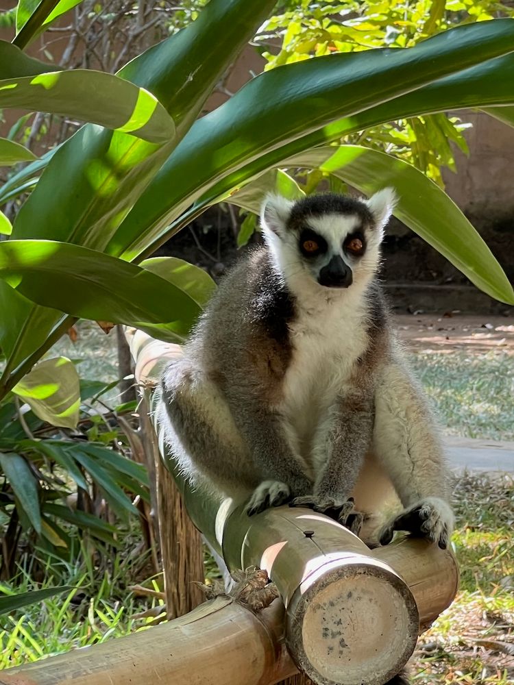 lemur