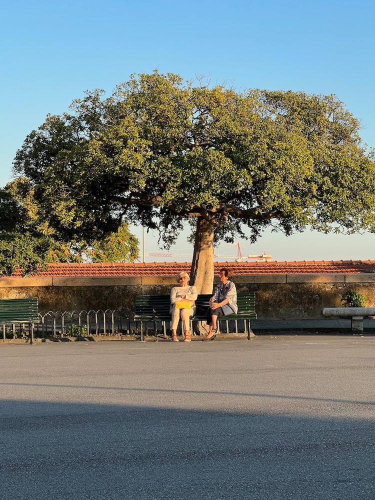 people on bench under tree