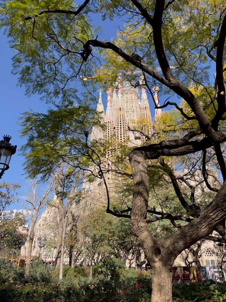 cathedral through trees