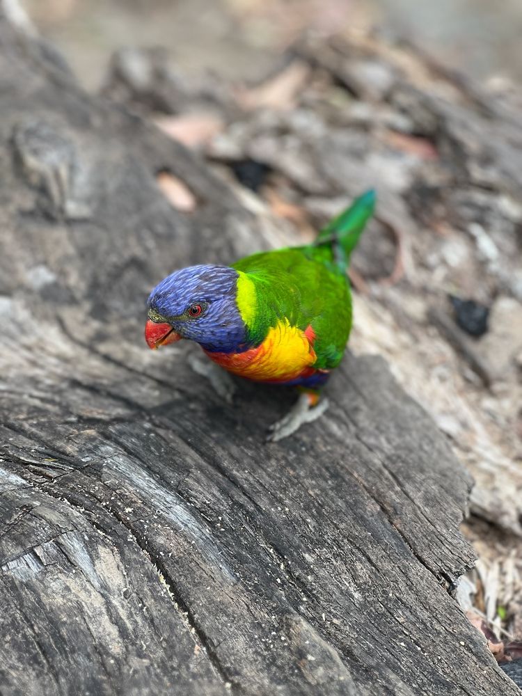brightly colored bird
