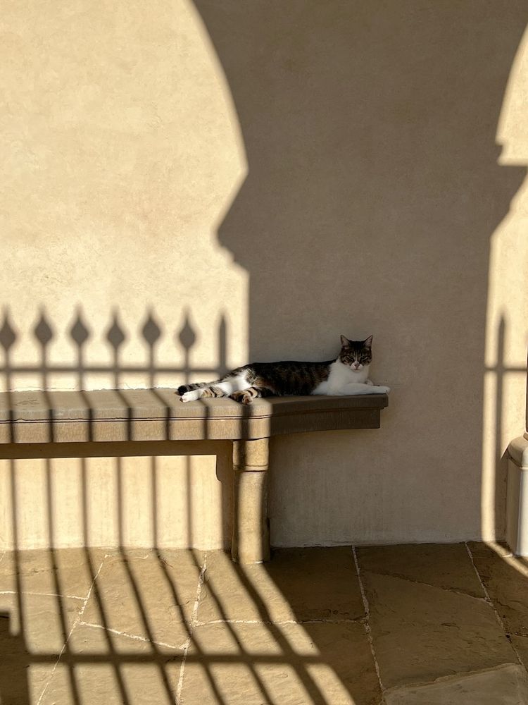 cat in shade
