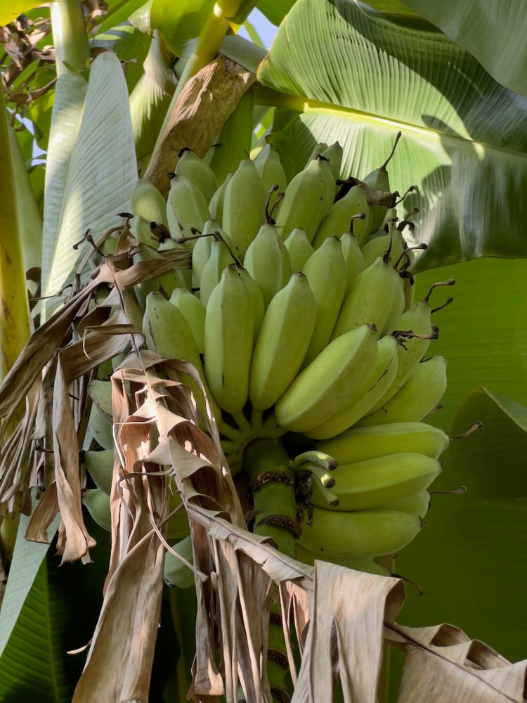 bananas