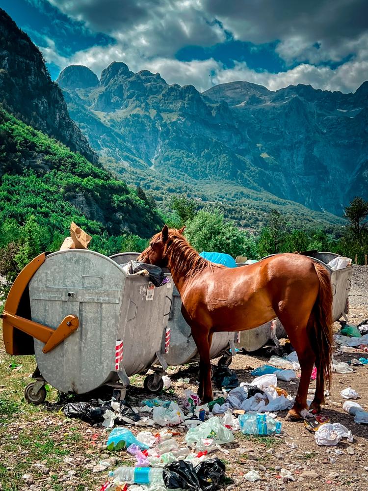 horse eating from trash bin