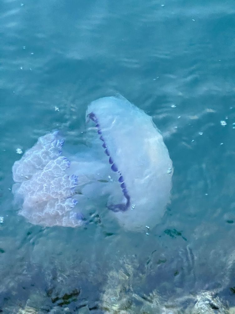 jellyfish