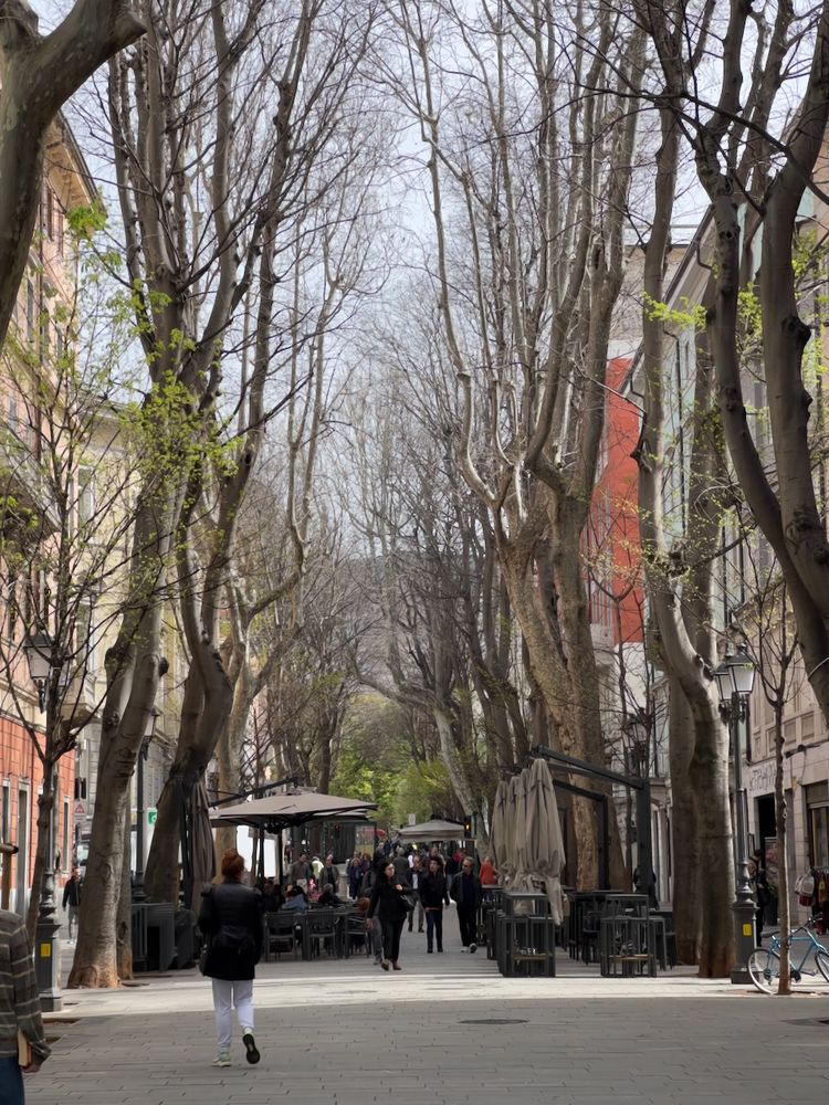 tree lined promenade