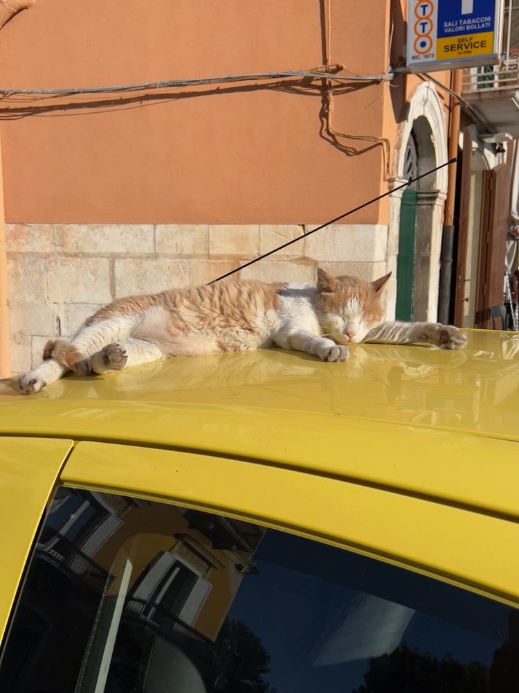 cat on top of car