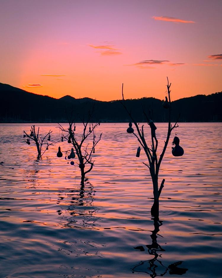 trees in water at sunset