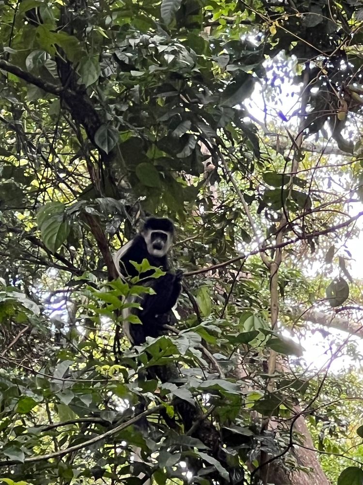 colobus monkey