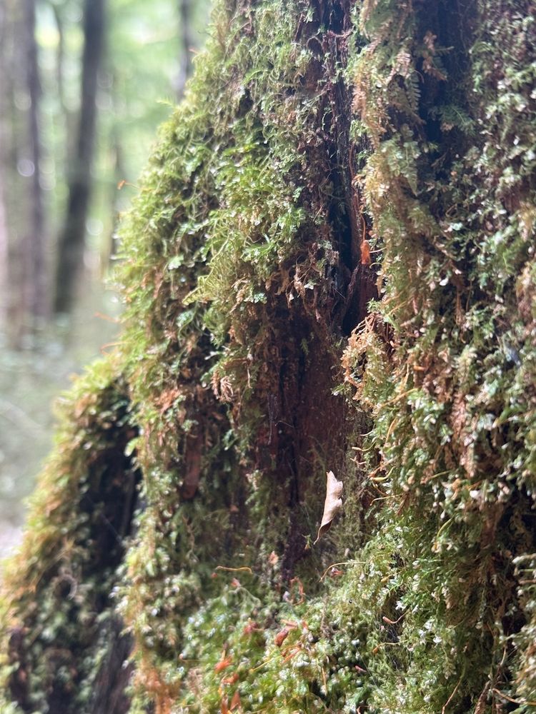 moss growning on side of tree